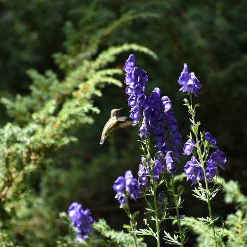 Trout Lodge - Humming Birds